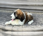 Small #4 Breeder Profile image