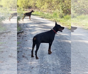 Doberman Pinscher Dog Breeder near HEISKELL, TN, USA