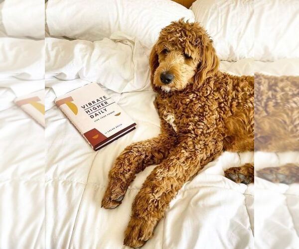 Medium Photo #3  Breeder Profile in DUBLIN, TX, USA