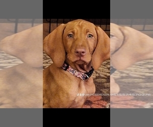 Vizsla Dog Breeder near DELTONA, FL, USA