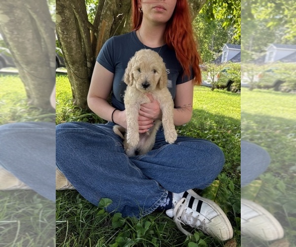 Medium Photo #6  Breeder Profile in MURFREESBORO, TN, USA
