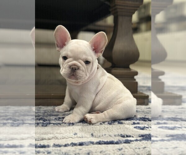 Medium Photo #5  Breeder Profile in FONTANA, CA, USA
