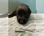 Small #8 Breeder Profile image