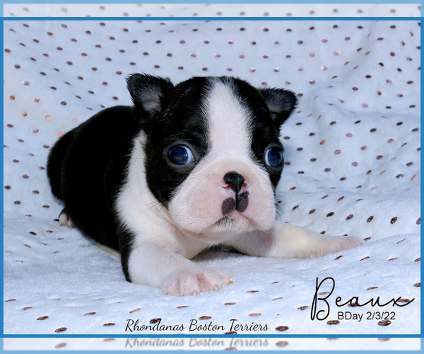 Medium Photo #1  Breeder Profile in MOSELLE, MS, USA