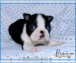 Small Photo #1  Breeder Profile in MOSELLE, MS, USA
