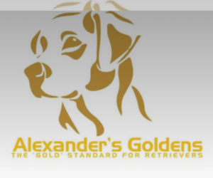 Main photo of Golden Retriever Dog Breeder near MILLERSBURG, OH, USA
