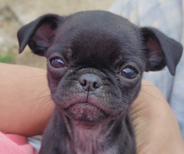 Medium Photo #1  Breeder Profile in LAFAYETTE, IN, USA