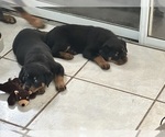 Small #4 Breeder Profile image