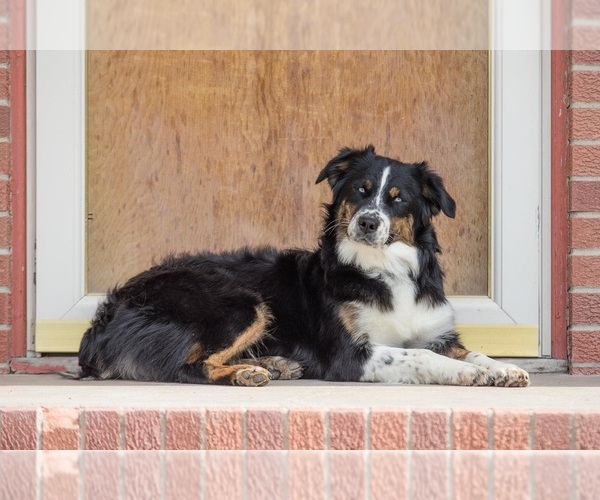 Medium Photo #20  Breeder Profile in PRAIRIE VIEW, KS, USA
