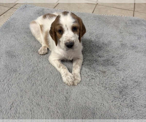 Medium Photo #4  Breeder Profile in MILES, TX, USA