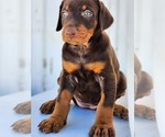 Small #2 Breeder Profile image