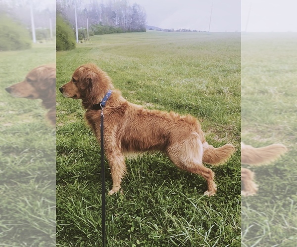 Medium Photo #1  Breeder Profile in RUTHERFORDTON, NC, USA