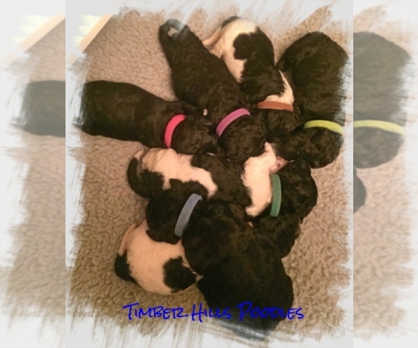 Medium Photo #1  Breeder Profile in OOLOGAH, OK, USA