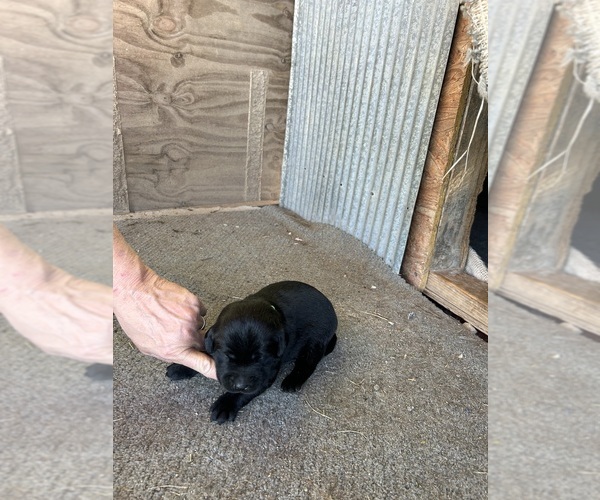 Medium Photo #5  Breeder Profile in GOODSON, MO, USA
