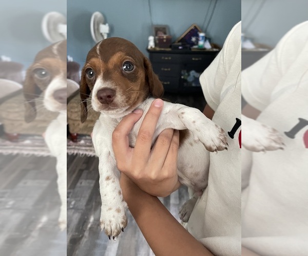 Medium Photo #1  Breeder Profile in HERKIMER, NY, USA