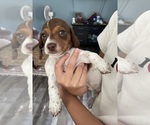 Small breeder photo