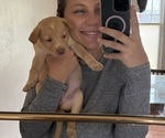Small breeder photo