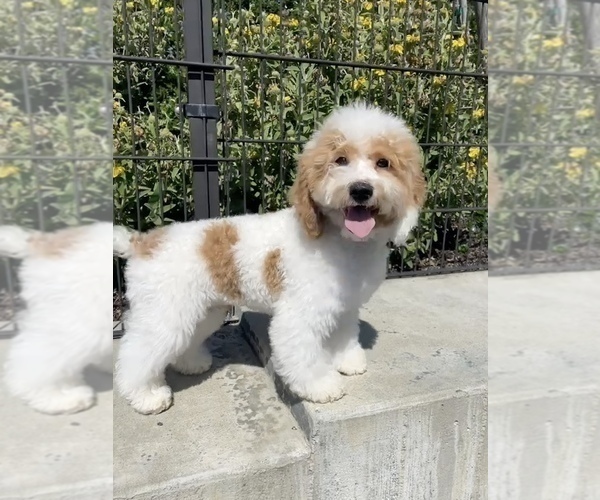 Medium Photo #10  Breeder Profile in DALY CITY, CA, USA