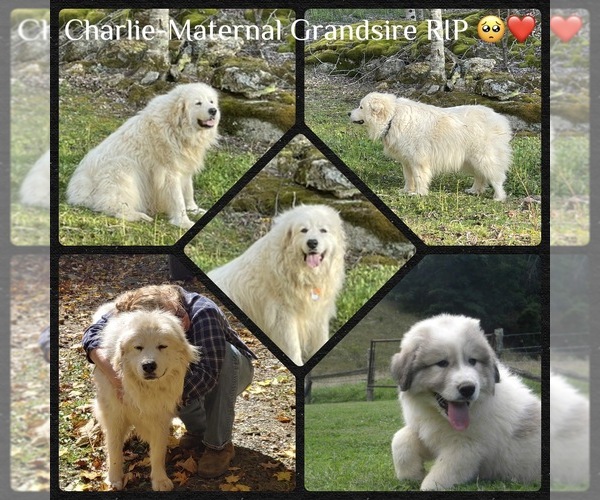 Medium Photo #4  Breeder Profile in ELK PARK, NC, USA