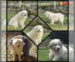 Small #3 Breeder Profile image