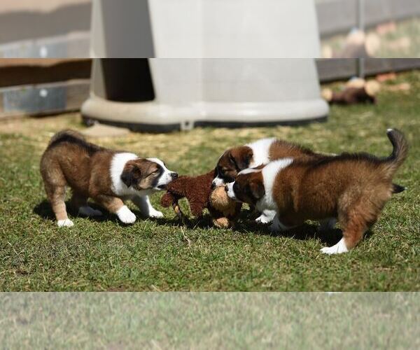 Medium Photo #20  Breeder Profile in PARIS, MI, USA