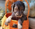 Small #8 Breeder Profile image