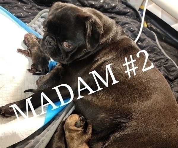 Medium Photo #5  Breeder Profile in CINCINNATI, OH, USA