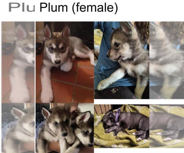 Medium Photo #8  Breeder Profile in MIDDLETOWN, OH, USA