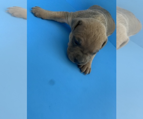 Medium Photo #28  Breeder Profile in ORANGE, NJ, USA