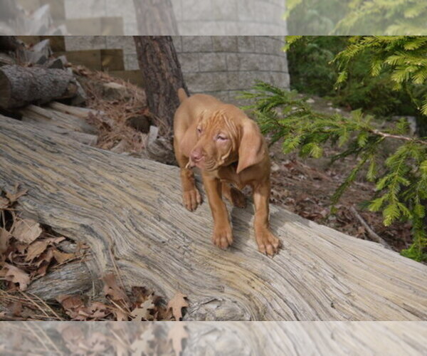 Medium Photo #1  Breeder Profile in LAKE ARROWHEAD, CA, USA