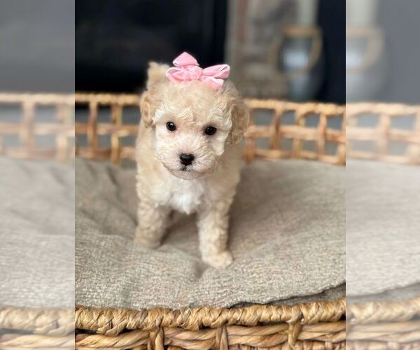 Medium Photo #2  Breeder Profile in BYRON CENTER, MI, USA