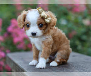 Cavapoo Dog Breeder in LIBERTY,  USA