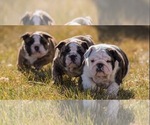 Small breeder photo