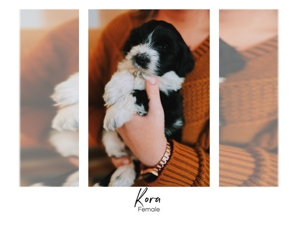 Medium Photo #73  Breeder Profile in BAYTOWN, TX, USA