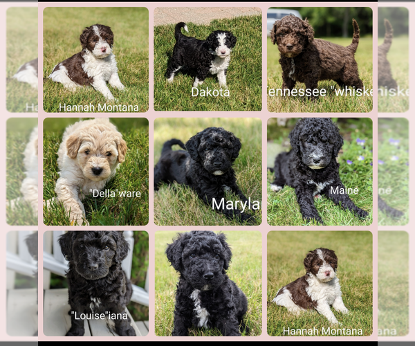 Medium Photo #1  Breeder Profile in FARWELL, MI, USA