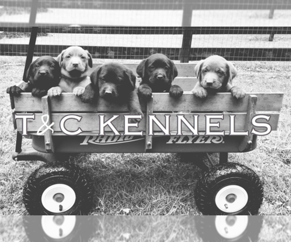 Medium Photo #1  Breeder Profile in WHITE BLUFF, TN, USA