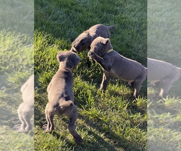 Medium Photo #6  Breeder Profile in JOLIET, IL, USA