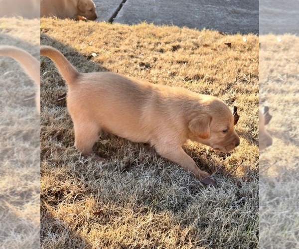 Medium Photo #8  Breeder Profile in HUNTSVILLE, AL, USA