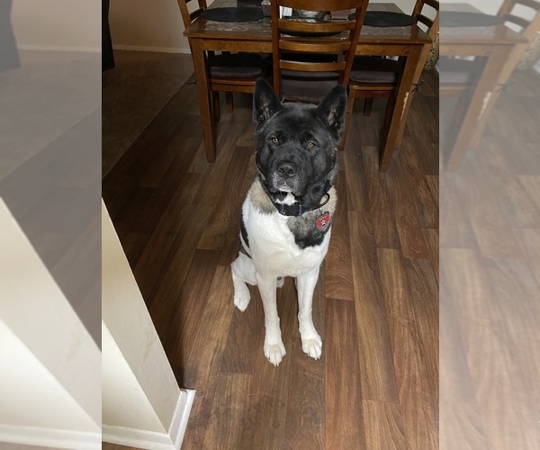 Medium Photo #14  Breeder Profile in LOUISVILLE, KY, USA