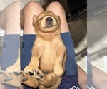 Small #12 Breeder Profile image