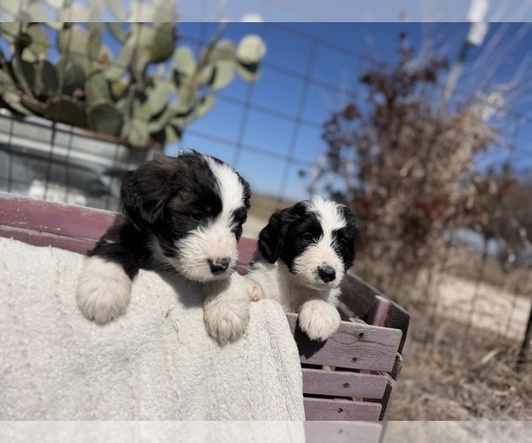 Medium Photo #8  Breeder Profile in CLEBURNE, TX, USA