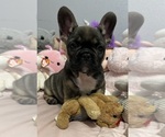 Small #2 Breeder Profile image