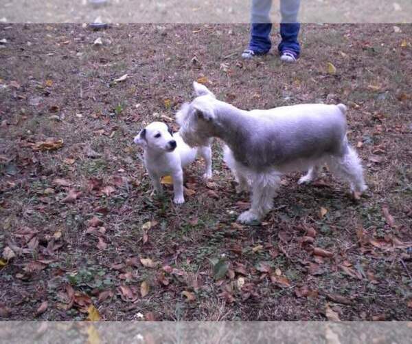 Medium Photo #5  Breeder Profile in ENID, OK, USA