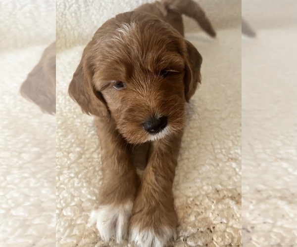 Medium Photo #5  Breeder Profile in PLATTE CITY, MO, USA