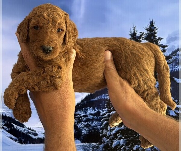 Medium Photo #12  Breeder Profile in FOUNTAIN VALLEY, CA, USA