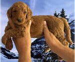 Small #11 Breeder Profile image
