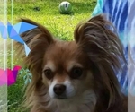 Small #62 Breeder Profile image