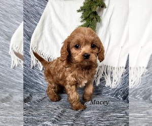Cavapoo Dog Breeder in COLBY,  USA