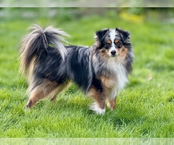 Medium Photo #1  Breeder Profile in SWAMPSCOTT, MA, USA