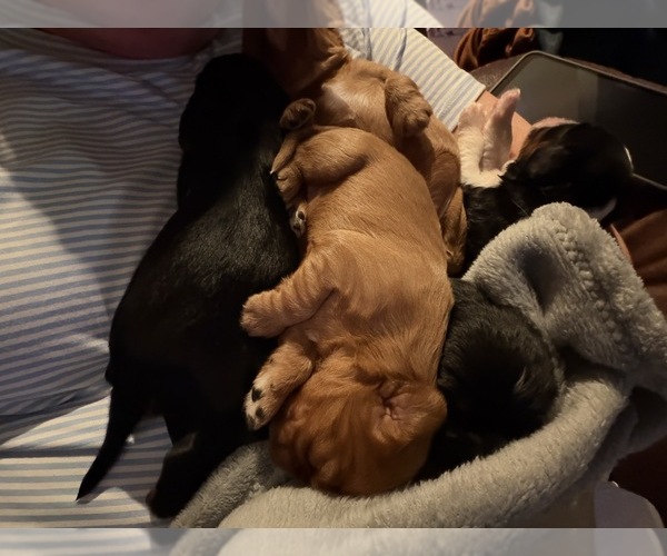 Medium Photo #10  Breeder Profile in WAXAHACHIE, TX, USA